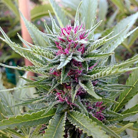 Purple pistils on a cannabis bud - GrowWeedEasy.com