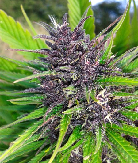 A sparkly purple Frisian Dew bud outdoors cannabis picture by Hamburger