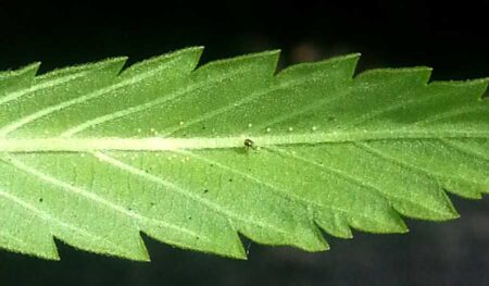 Spider mites eggs on the back of a cannabis leaf. Always look under the leaves.