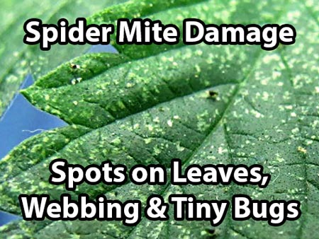 Spider mites on cannabis: example of damage, like spots on leaves.