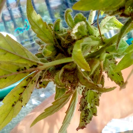 Tons of aphids. Tiny, round, black bugs on the bottom of cannabis leaves (pictured)