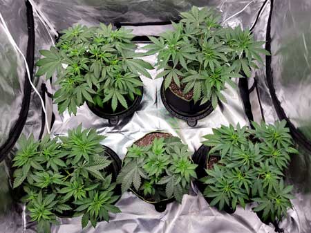 33 day old cannabis plants are different sizes