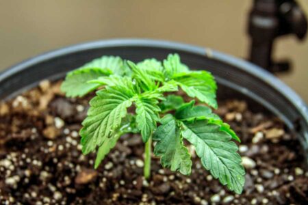 Droopy cannabis seedling needs less water