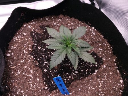 Give water in a circle around the base of the small cannabis plant.