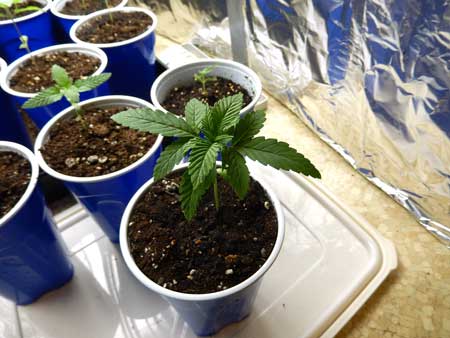 Healthy cannabis seedlings differetn sizes