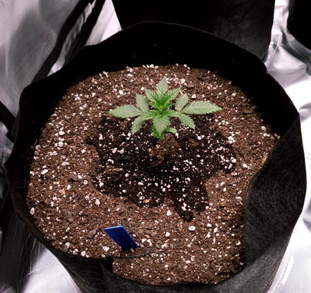2 week cannabis seedlings just watered with 4 cups (1 liter) of water