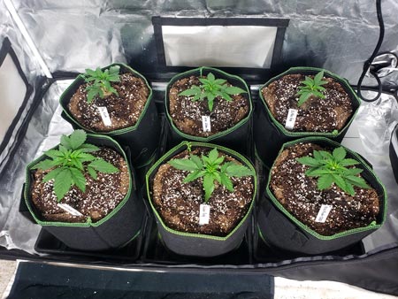 23 day old autoflower cannabis plants / seedlings