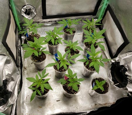 23 day old cannabis seedlings in cups (autoflowers)