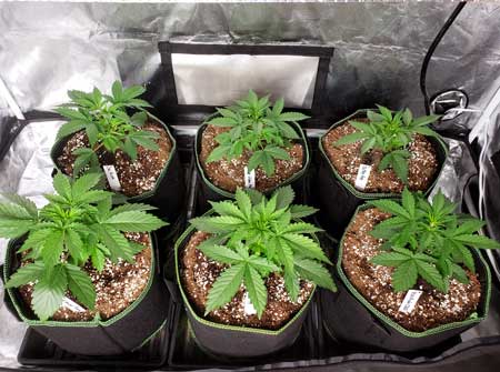 Autoflower cannabis plants give 6-8 cups of water at a time
