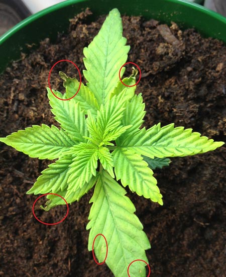 Brown spots and brown tips plus muddy soil are clear signs this cannabis seedling is overwatered