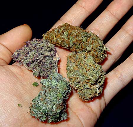 Cannabis buds in hand of different strains that are different colors.