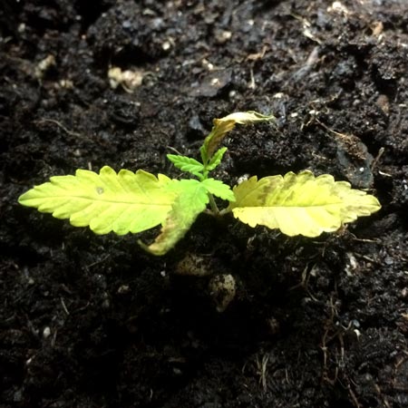 Cannabis seedling that was heavily overwaterd (soaking wet soil) resulted in yellow leaves