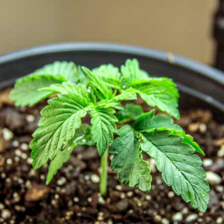 Droopy cannabis seedling is overwatered (classic overwatering symptom)