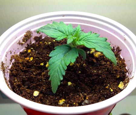 Droopy cannabis seedling - is it overwatered or underwatered? Find out in today's tutorial!