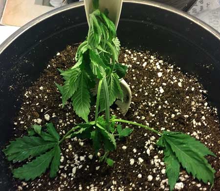 Example of a severely underwatered cannabis seedling