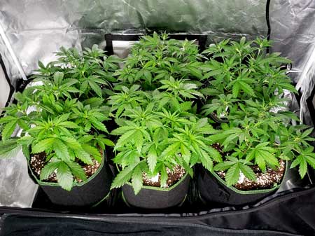 Give cannabis plants this size "adult" watering practices