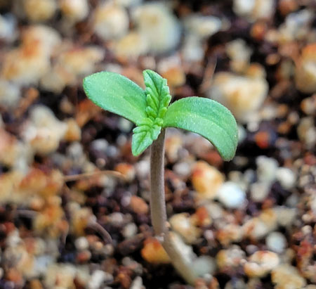 Happy marijuana seedling loving life