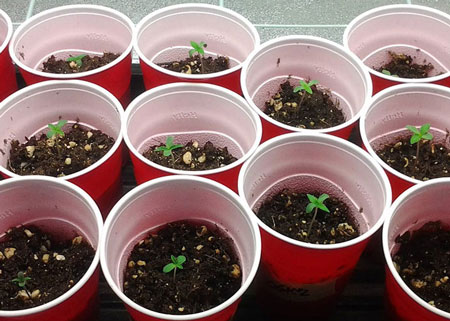 Many autoflower cannabis seedlings in solo cups