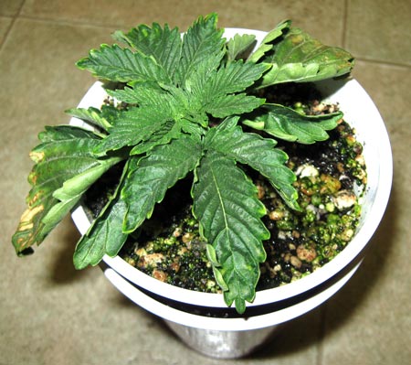 Overwatered cannabis seedling with green algae on the soil