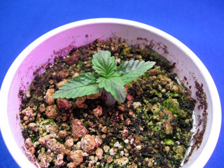 Overwatered cannabis seedling has thick soil covered in green algae