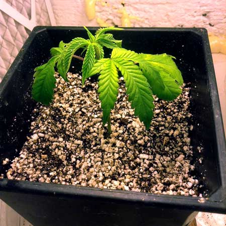 Overwatered young cannabis seedling is very droopy, soaked grow medium