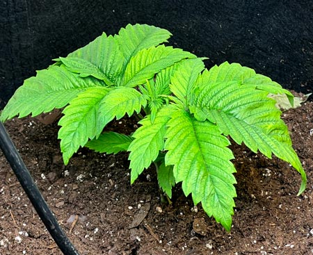 Pale yellow seedling needs more water (underwatered cannabis seedling) by DarellB
