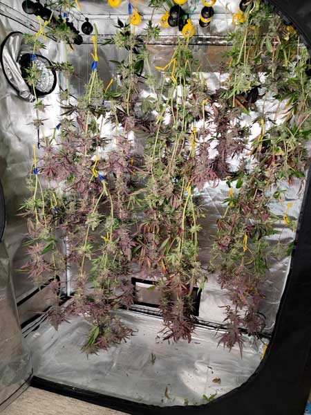 Platinum cookies cannabis buds hanging to dry.
