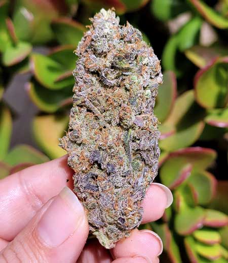 Platinum Cookies purple bud in hand.