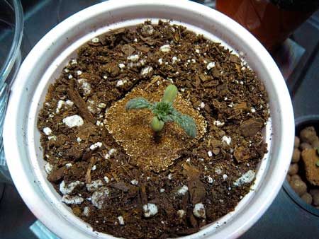 Underwatered cannabis seedling in bone dry soil with droopy leaves and dark green color