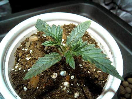 Underwatered cannabis seedling in dry soil with dark green leaves