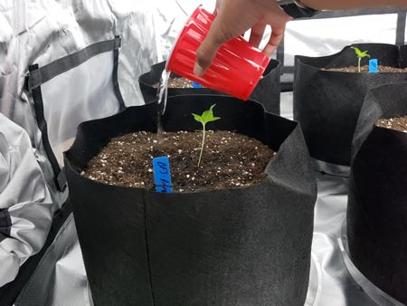 Watering young cannabis seedlings (just a little at a time!)
