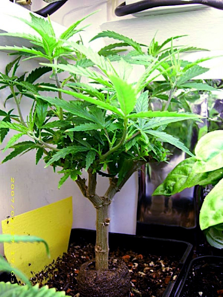 Example of a bonsai plant by Don de Marco
